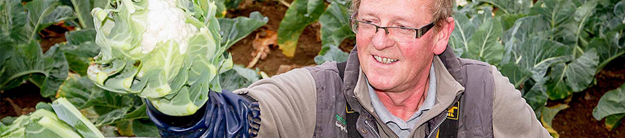 Banniere de Légumes et Primeurs Bretons